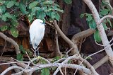 Little Egret (Egretta Garzetta)