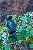 Little Cormorant (Microcarbo Niger)