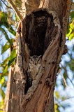 Indian Scops Owl (Otus Bakkamoena)