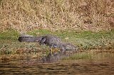 Mugger Crocodile (Crocodylus Palustris)