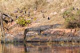 Mugger Crocodile (Crocodylus Palustris) and Red-Wattled Lapwing (Vanellus Indicus)