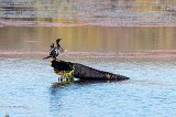 Little Cormorant (Microcarbo Niger)