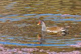 Common Moorhen (Gallinula Chloropus)