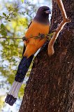 Rufous Treepie (Dendrocitta Vagabunda)