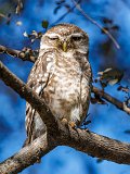 Spotted Owlet (Athene Brama)