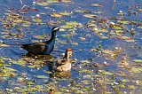 Bronze-Winged Jacana (Metopidius Indicus)