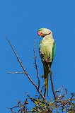 Alexandrine Parakeet (Psittacula Eupatria)