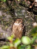 Brown Fish Owl (Ketupa Zeylonensis Leschenaulti)