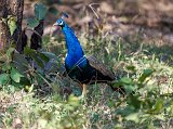 Indian Peafowl (Pavo Cristatus)