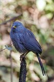Jungle Babbler (Argya Striata)