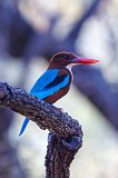 White-Throated Kingfisher (Halcyon Smyrnensis)