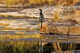 Little Cormorant (Microcarbo Niger)