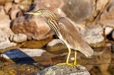 Indian Pond Heron (Ardeola Grayii)