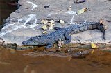 Mugger Crocodile (Crocodylus Palustris)