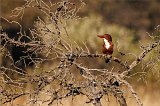 White-Throated Kingfisher (Halcyon Smyrnensis)