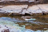 Green Sandpiper (Tringa Ochropus)
