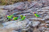 Plum-Headed Parakeet (Psittacula Cyanocephala)