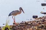 Asian Openbill Stork (Anastomus Oscitans)