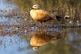 Ruddy Shelduck (Tadorna Ferruginea)
