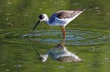 Black-Winged Stilt (Himantopus Himantopus)