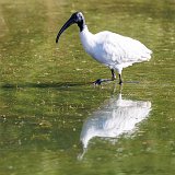 Black-Headed Ibis (Threskiornis Melanocephalus)