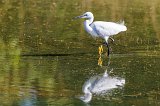 Llittle Egret (Egretta Garzetta)