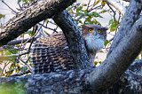 Brown Fish Owl (Ketupa Zeylonensis Leschenaulti)