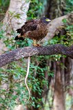 Crested Serpent Eagle (Spilornis Cheela) killing a Snake