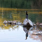 Little Cormorant (Microcarbo Niger)
