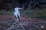 Gray Heron (Ardea Cinerea)