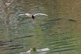 Indian Pond Heron (Ardeola Grayii) in Flight