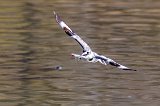 Pied Kingfisher (Ceryle Rudis) in Flight