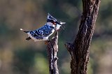 Pied Kingfisher (Ceryle Rudis)