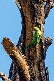 Rose-Ringed Parakeet (Psittacula Krameri)