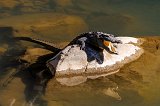 Mugger Crocodile (Crocodylus Palustris)