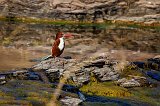 White-Throated Kingfisher (Halcyon Smyrnensis)