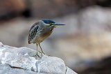 Little Heron (Butorides Atricapilla Javanica)