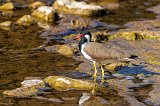 Red-Wattled Lapwing (Vanellus Indicus)