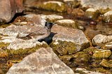 Red-Vented Bulbul (Pycnonotus Cafer)