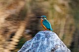 Common Kingfisher (Alcedo Atthis Bengalensis)