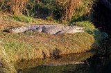 Mugger Crocodile (Crocodylus Palustris)