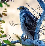 Crested Serpent Eagle (Spilornis Cheela)