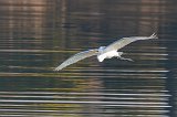 Medium Egret (Ardea Intermedia)