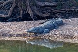 Mugger Crocodile (Crocodylus Palustris)