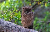 Brown Fish Owl (Ketupa Zeylonensis Leschenaulti)