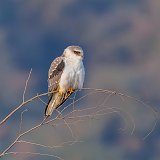 Black-Winged Kite (Elanus Caeruleus Vociferus)