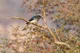 White-Bellied Drongo (Dicrurus Caerulescens) 