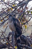 Crested Serpent Eagle (Spilornis Cheela)