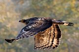 Crested Serpent Eagle (Spilornis Cheela) in flight