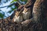 Indian Scops Owls (Otus Bakkamoena)